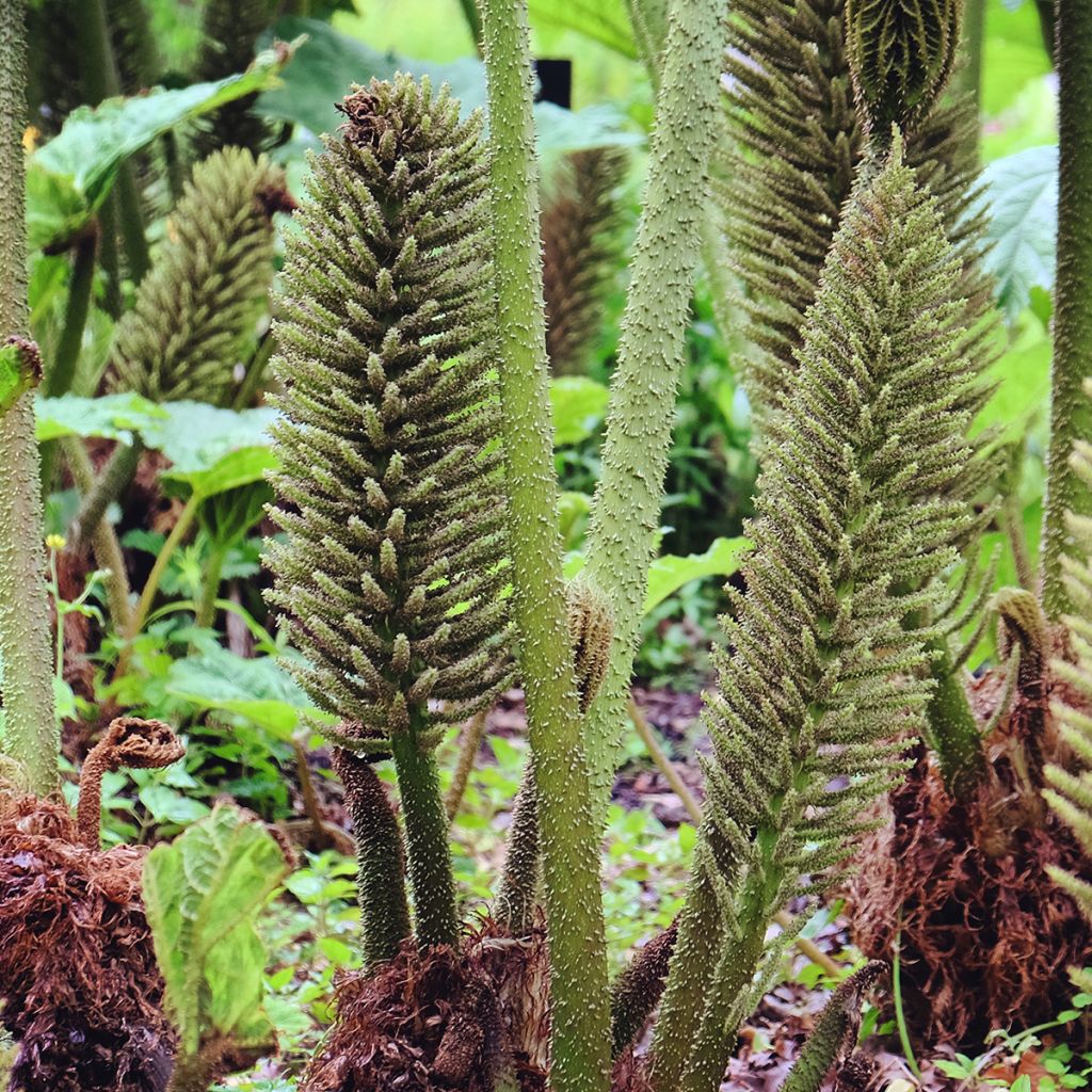 Gunnera tinctoria - Reuzenrabarber