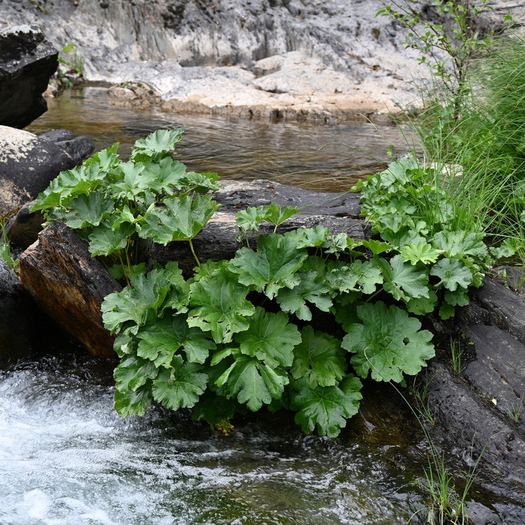 Gunnera tinctoria - Reuzenrabarber