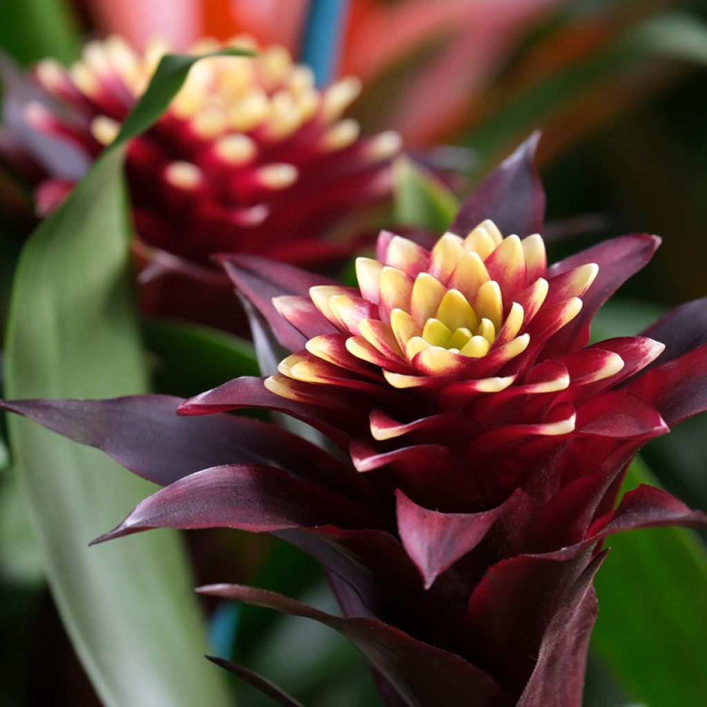 Guzmania Akabar - Luchtbromelia