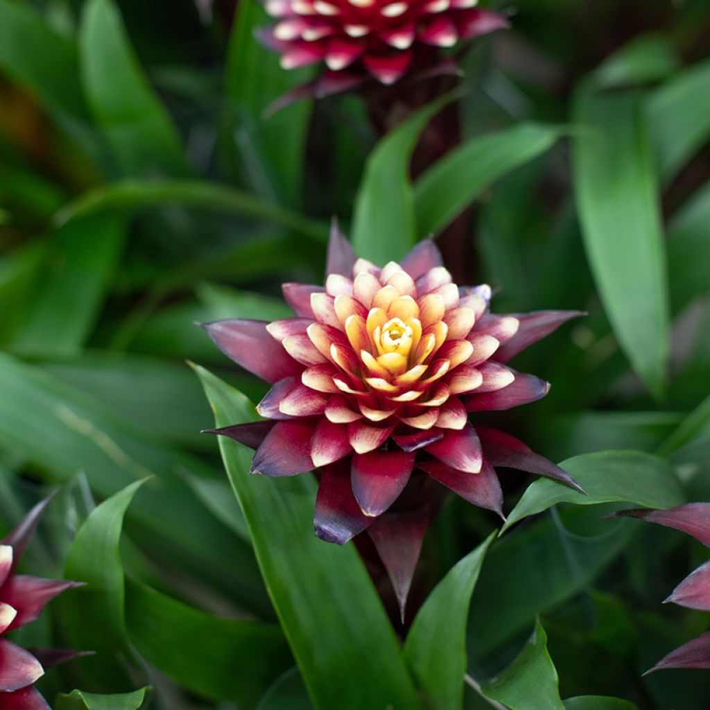Guzmania Akabar - Luchtbromelia