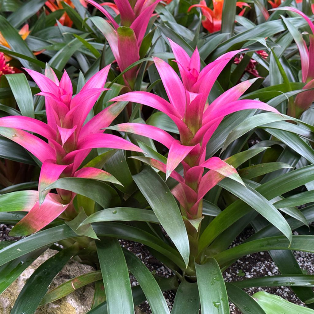 Guzmania Alerta - Luchtbromelia