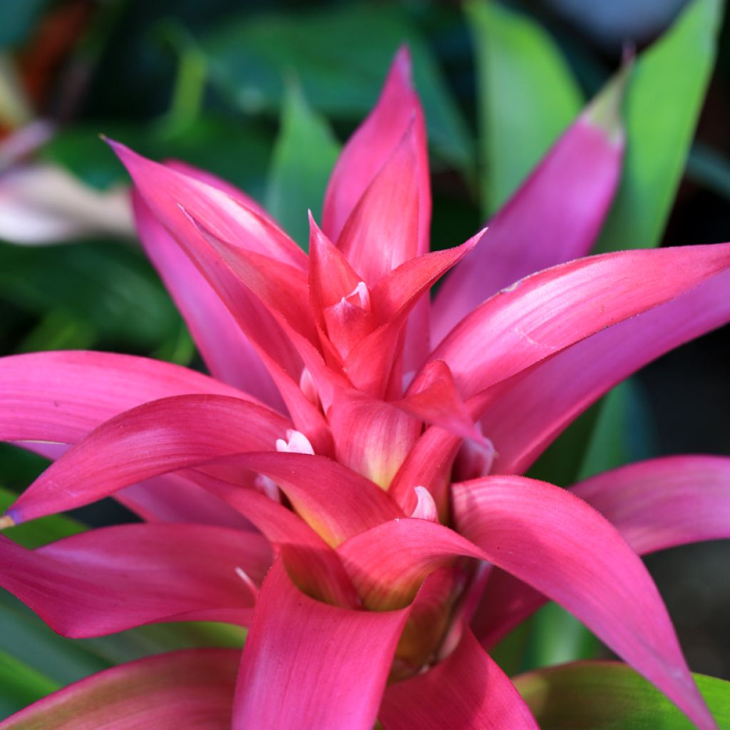Guzmania Alerta - Luchtbromelia