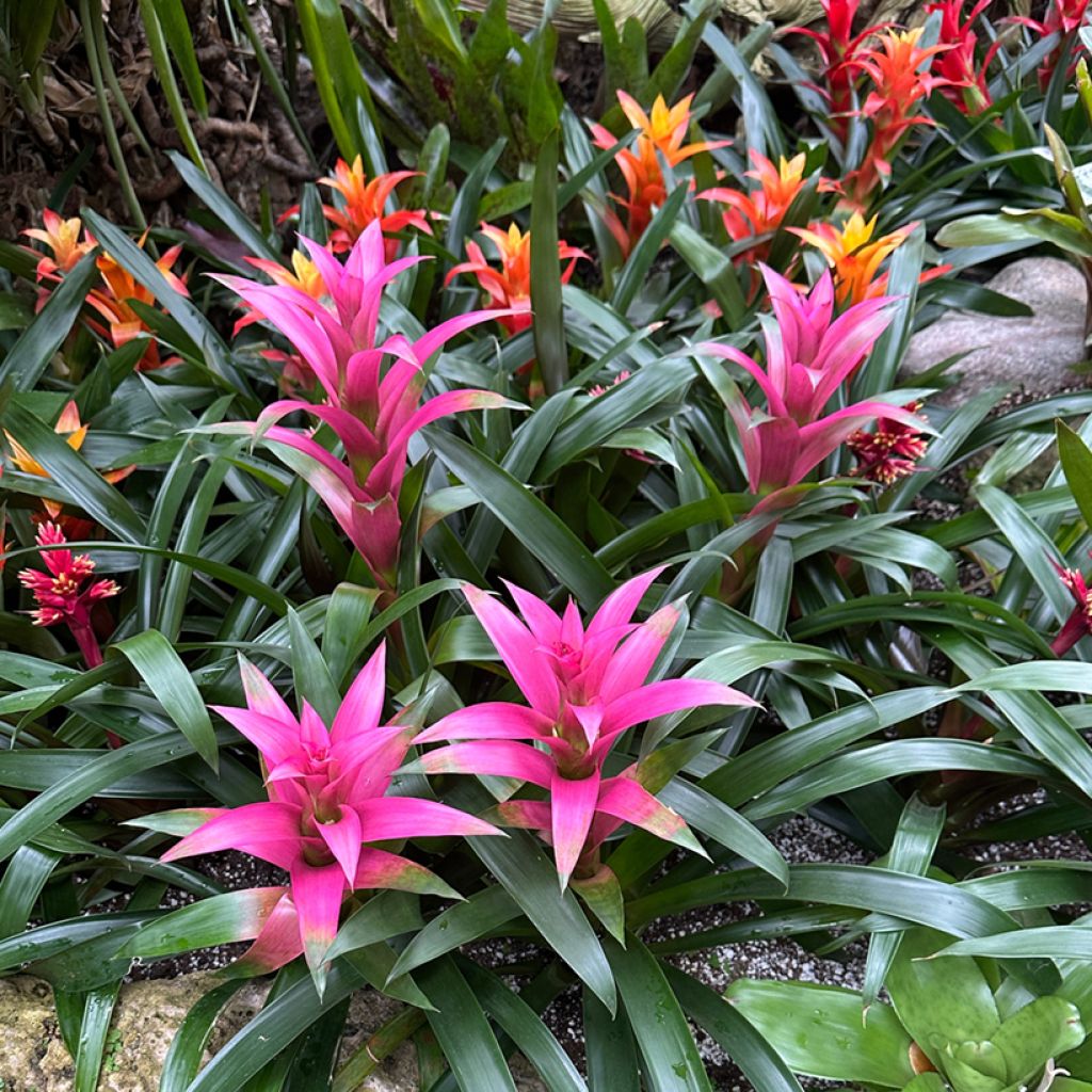 Guzmania Alerta - Luchtbromelia