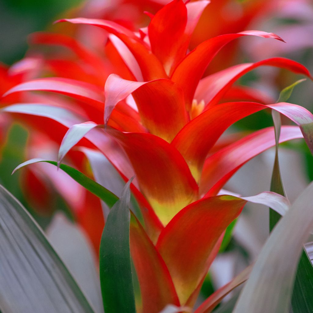 Guzmania Calypso - Bromelia