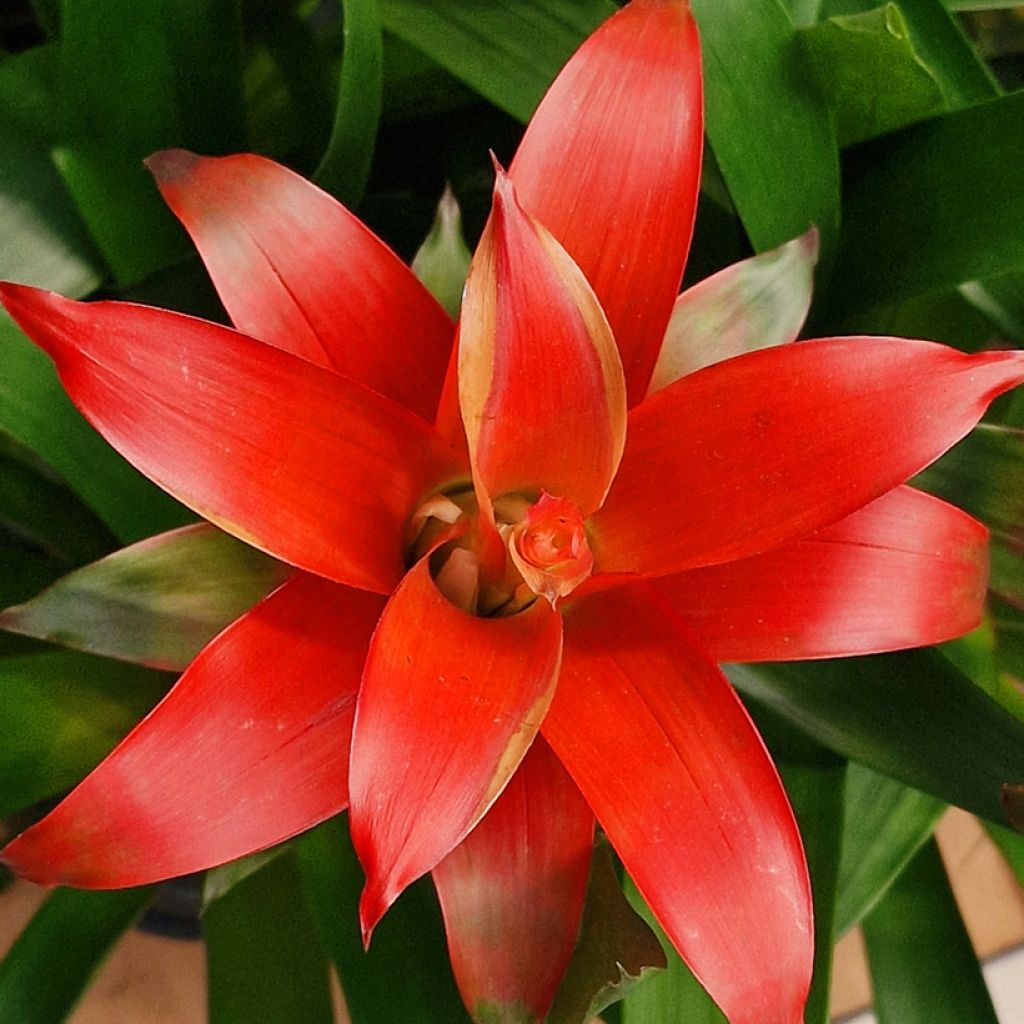 Guzmania Calypso - Bromelia