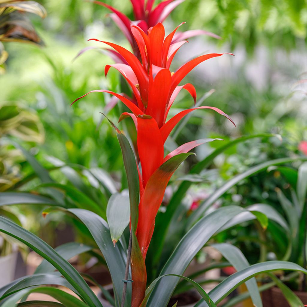 Guzmania Calypso - Bromelia