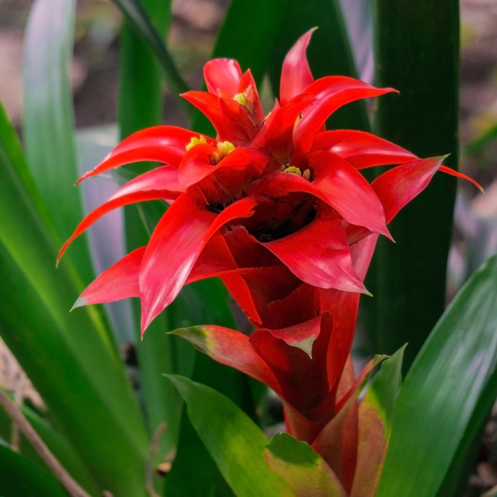 Guzmania Calypso - Bromelia