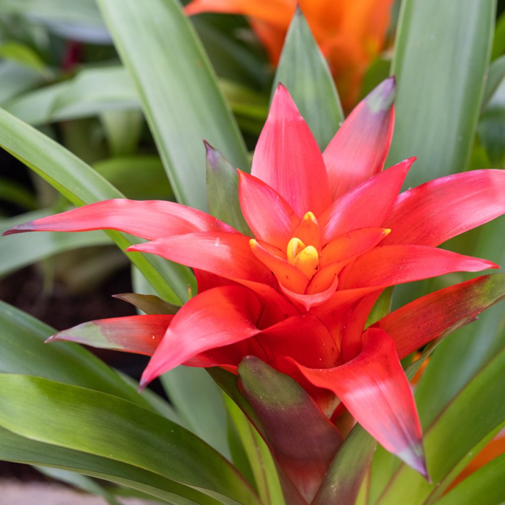Guzmania Calypso - Bromelia