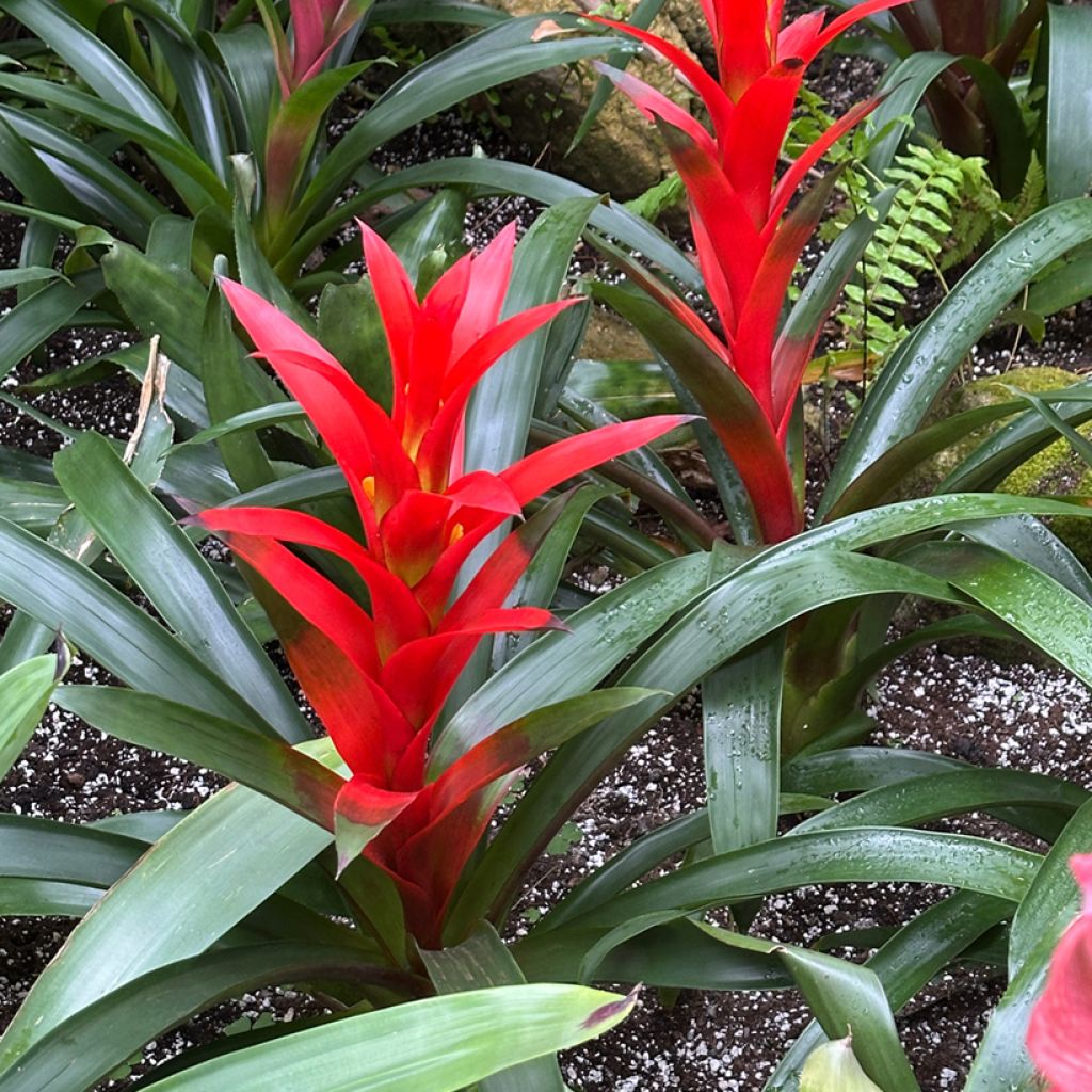 Guzmania Calypso - Bromelia
