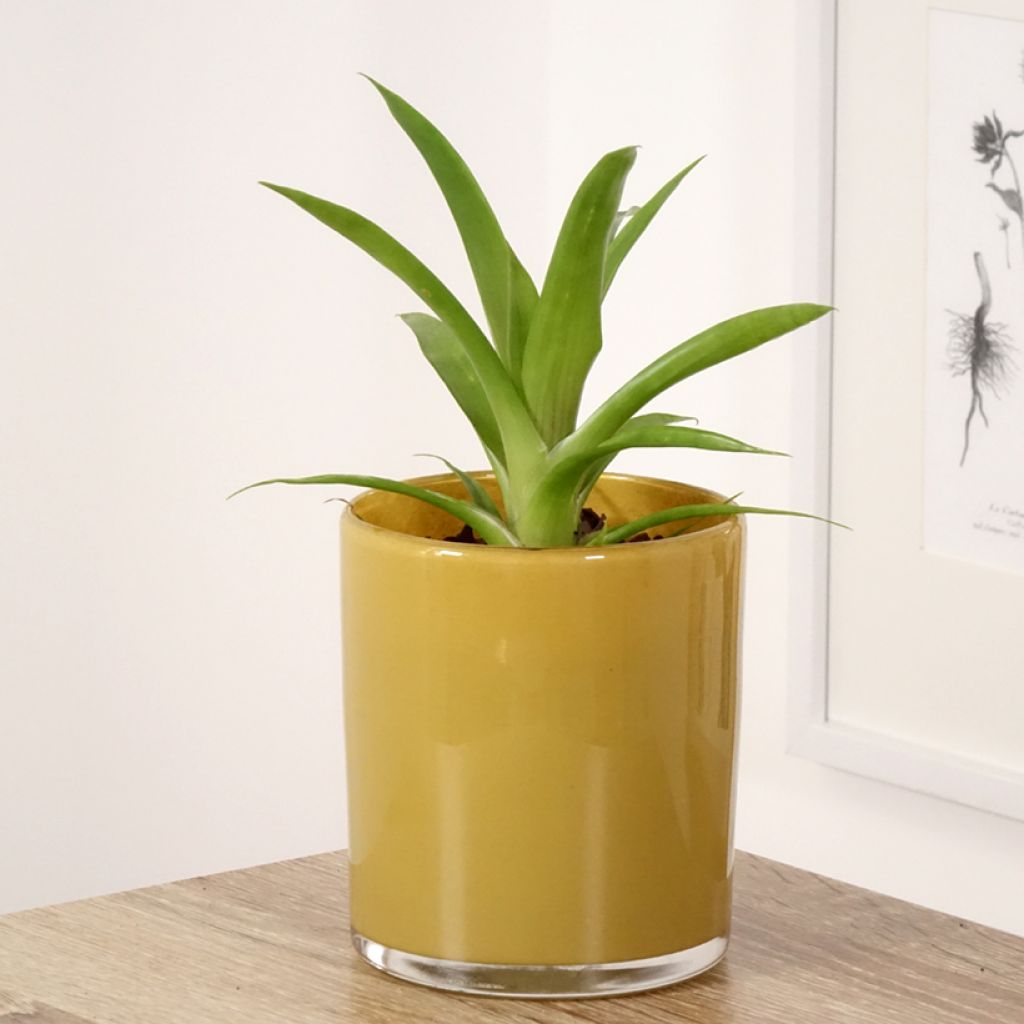 Guzmania Flava - Luchtbromelia