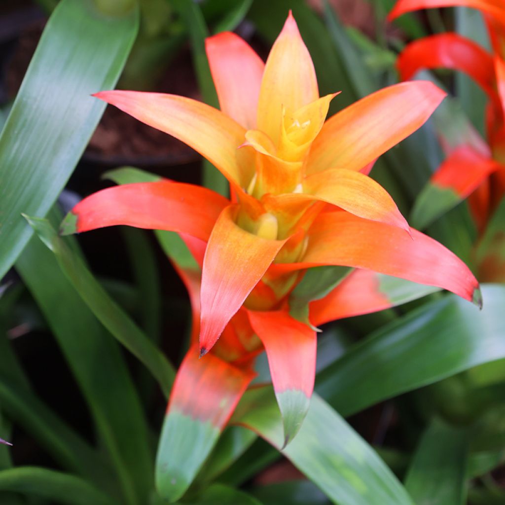 Guzmania Flava - Luchtbromelia