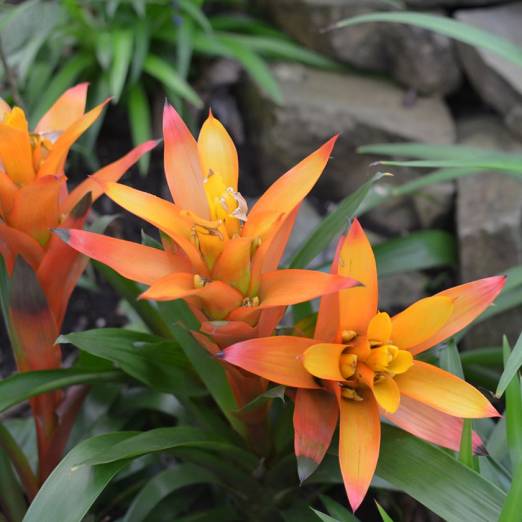 Guzmania Flava - Luchtbromelia