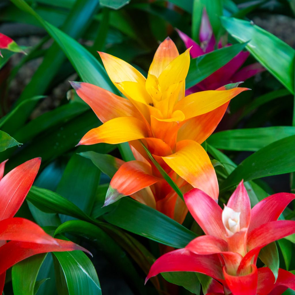 Guzmania Flava - Luchtbromelia