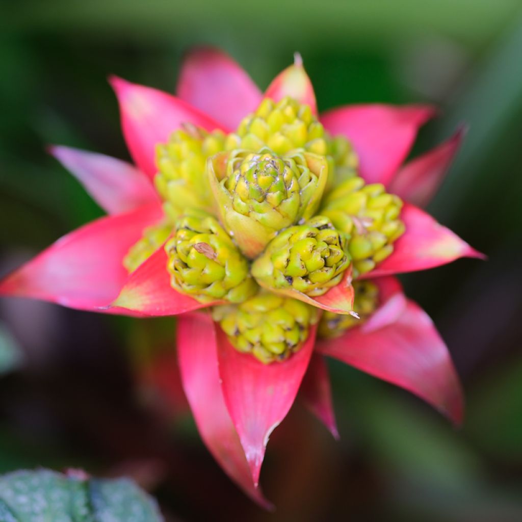 Guzmania Limones - Luchtbromelia