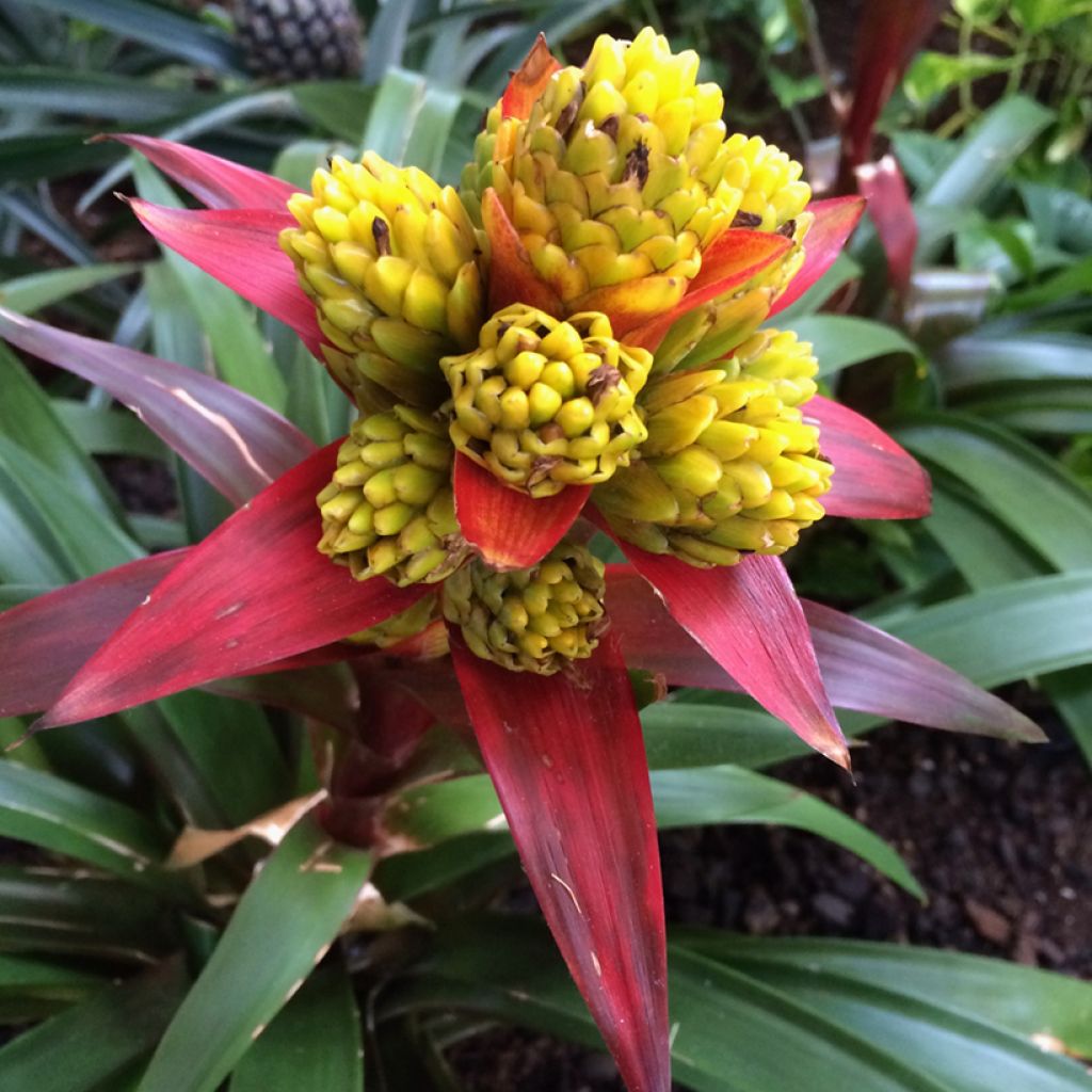 Guzmania Limones - Luchtbromelia
