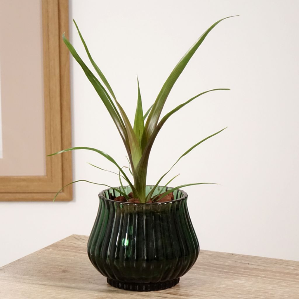 Guzmania Loja - Luchtbromelia