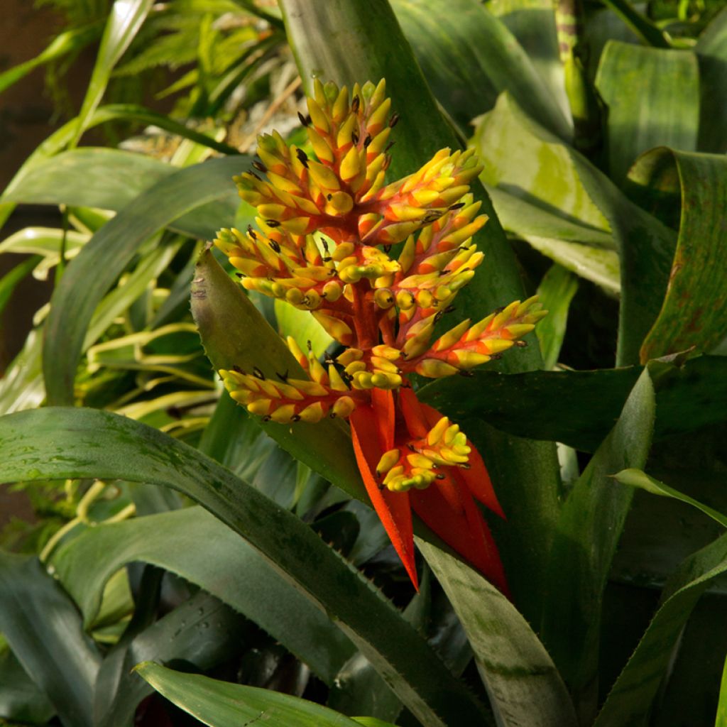 Guzmania Loja - Luchtbromelia