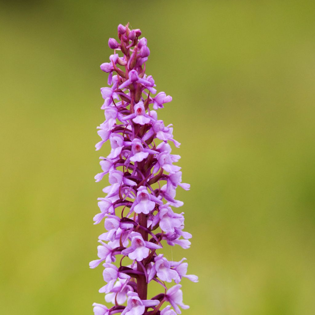 Gymnadenia conopsea - Grote muggenorchis