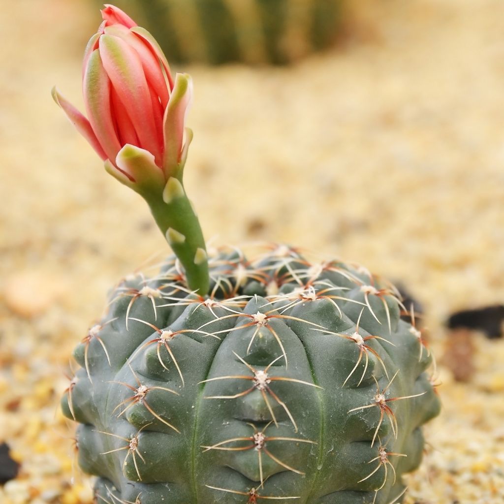 Gymnocalycium baldianum - Spincactus