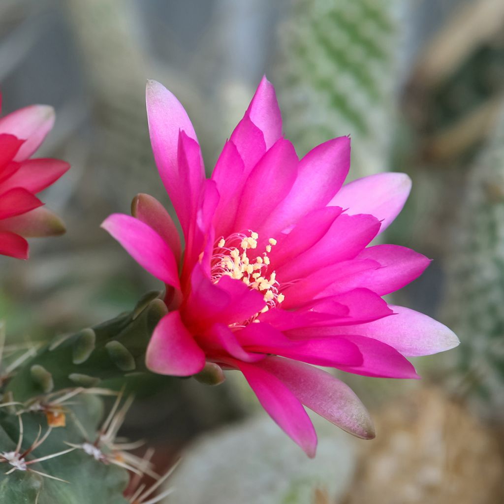 Gymnocalycium baldianum - Spincactus