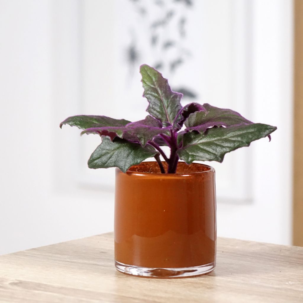 Gynura aurantiaca - Fluweelplant