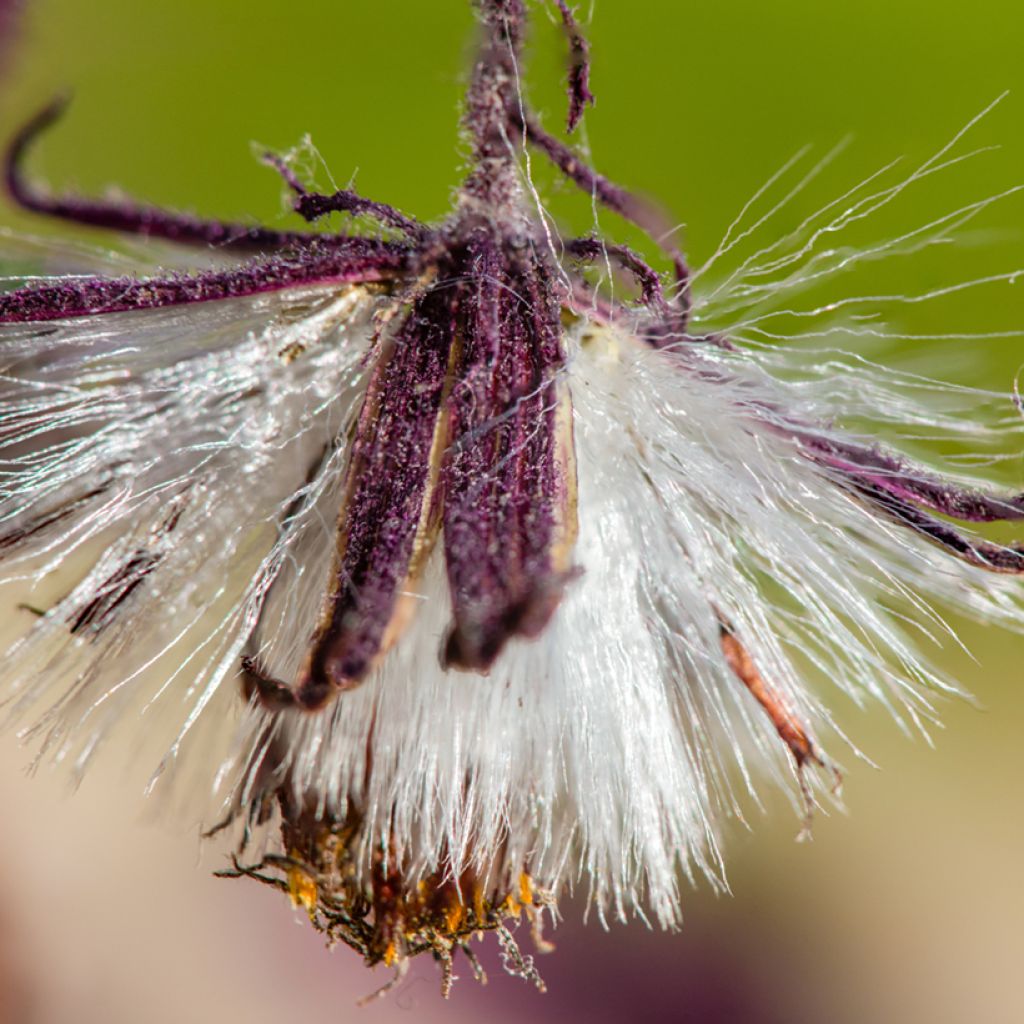 Gynura aurantiaca - Fluweelplant