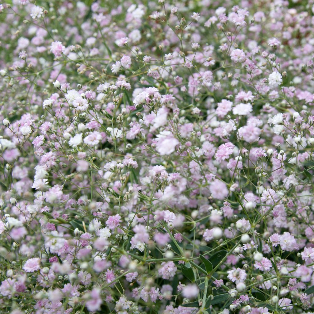 Gypsophila paniculata Bristol Fairy - Bruidssluier
