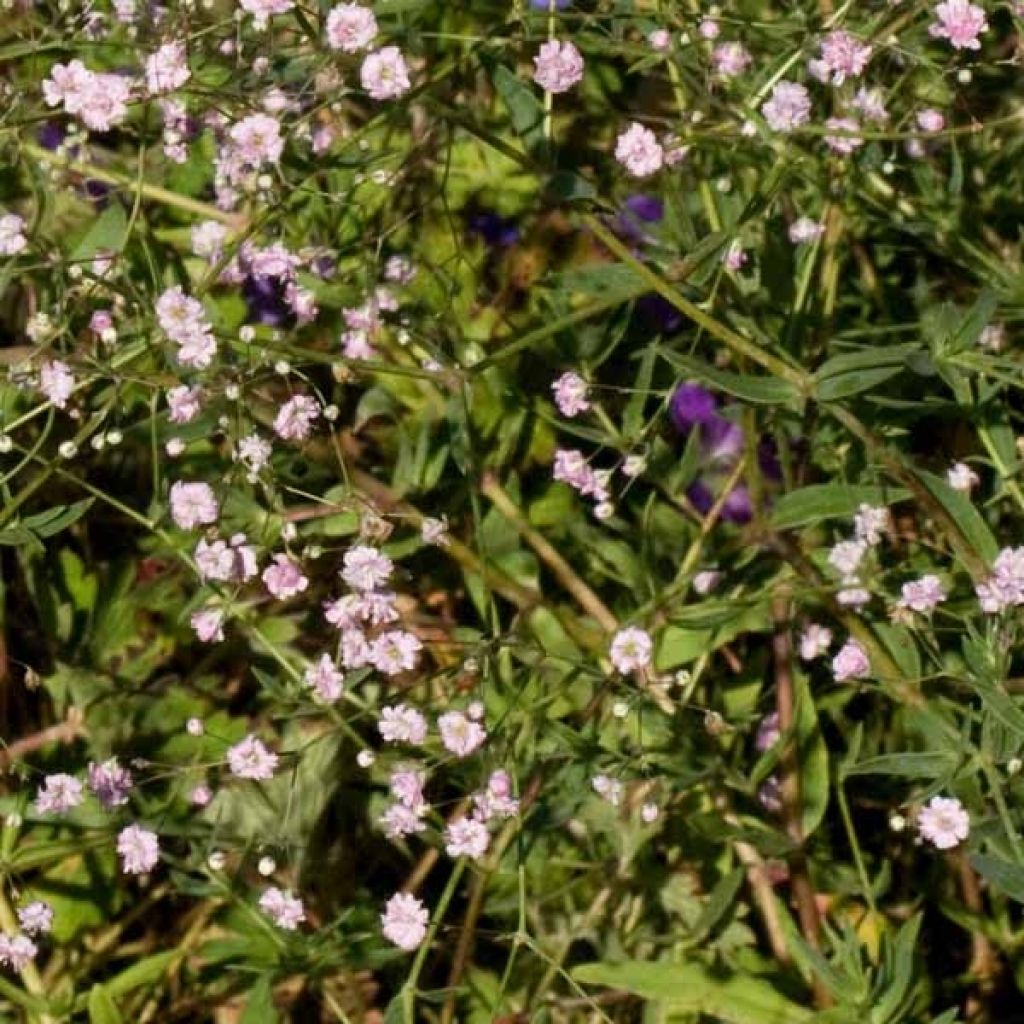 Gypsophila paniculata Flamingo - Bruidssluier