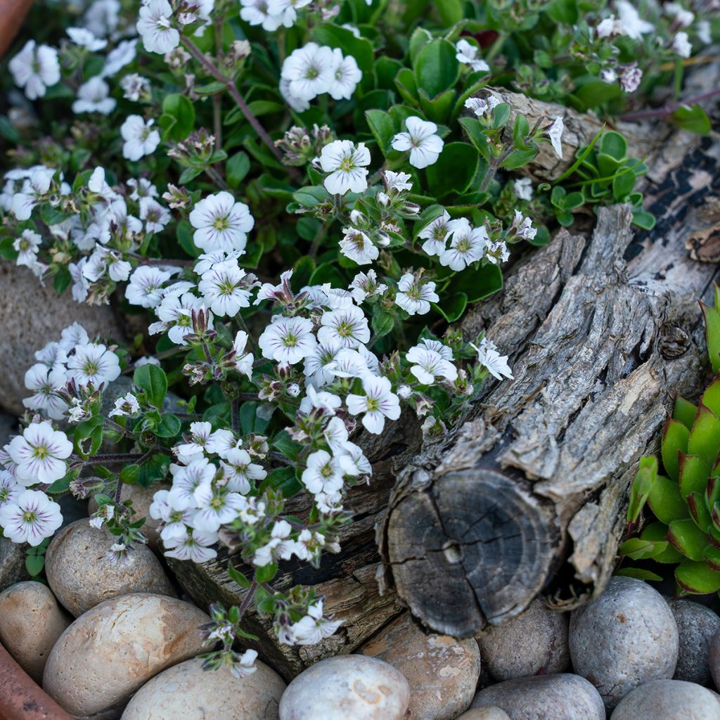 Gypsophila cerastioides - Gipskruid
