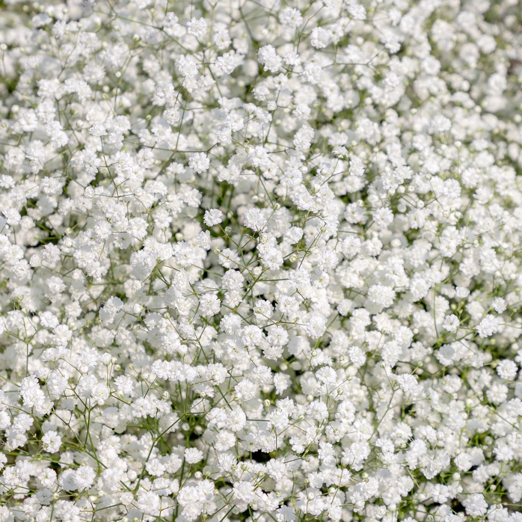 Gypsophila paniculata Snow Flake - Bruidssluier