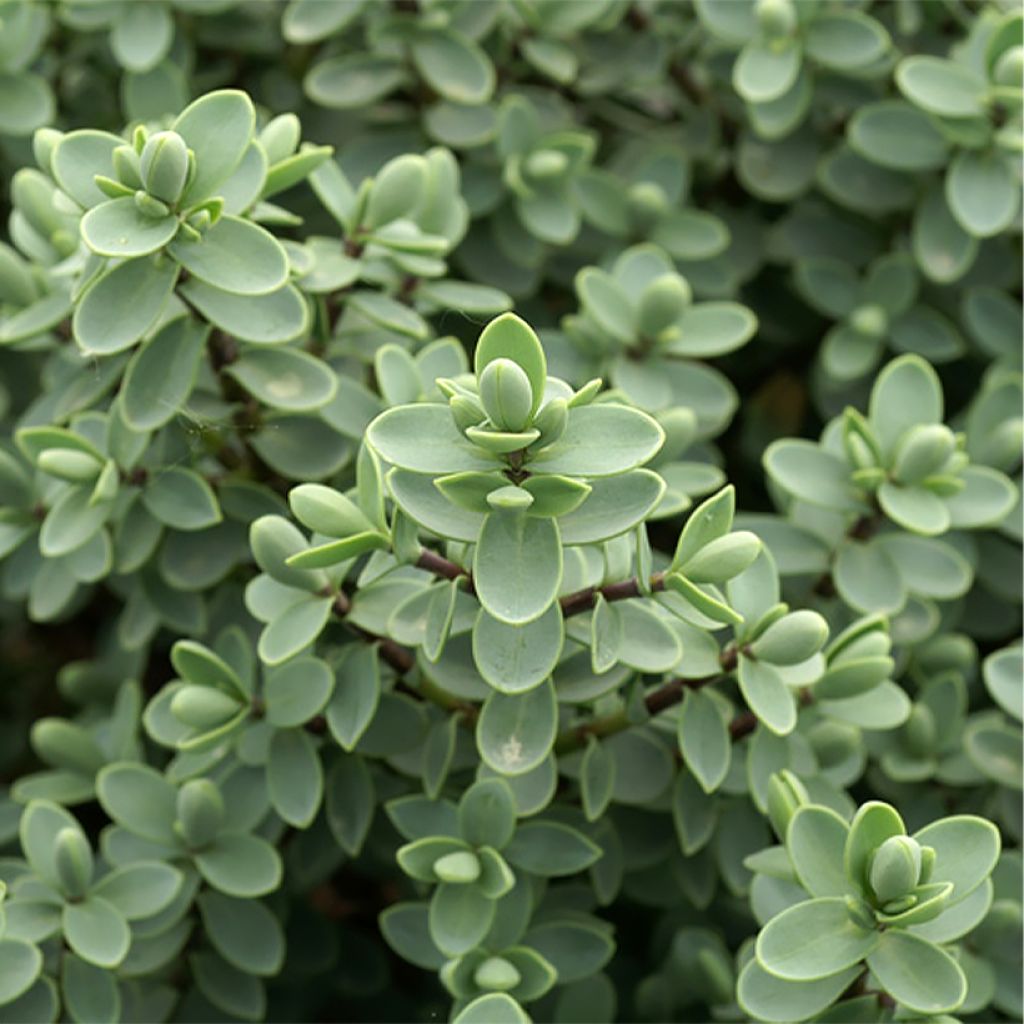 Hebe carnosula - Struikveronica