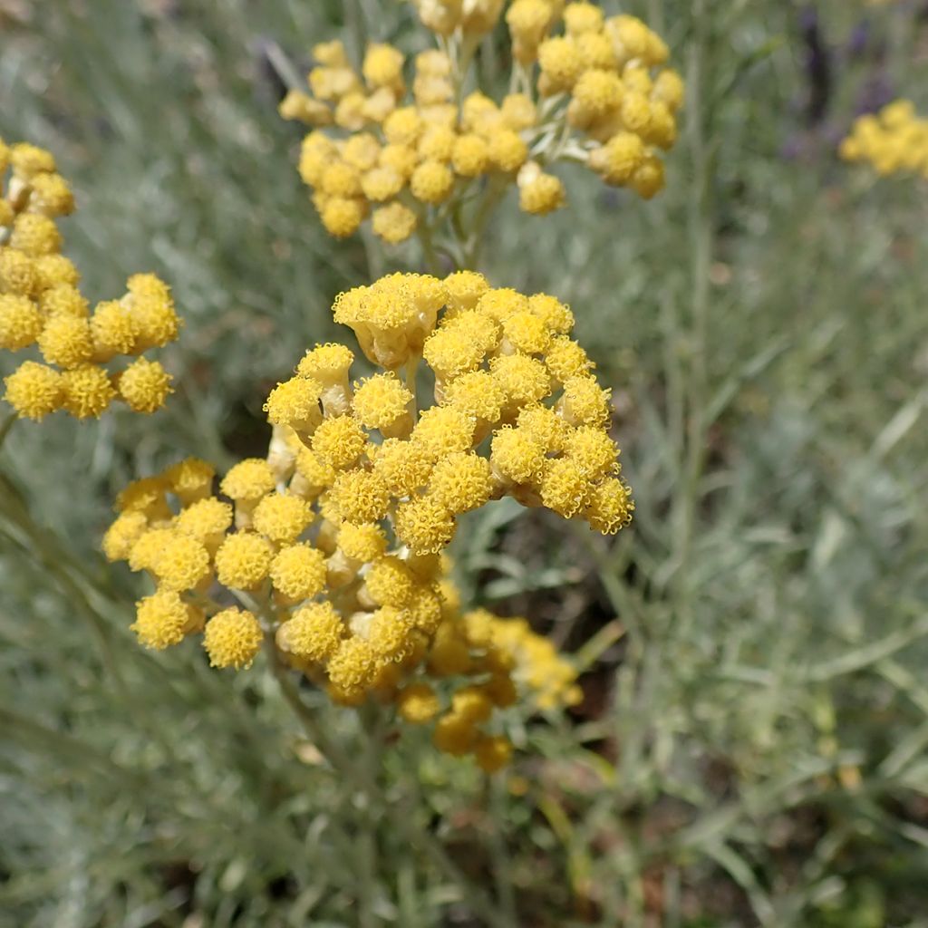 Helichrysum italicum subsp. serotinum - Kerrieplant