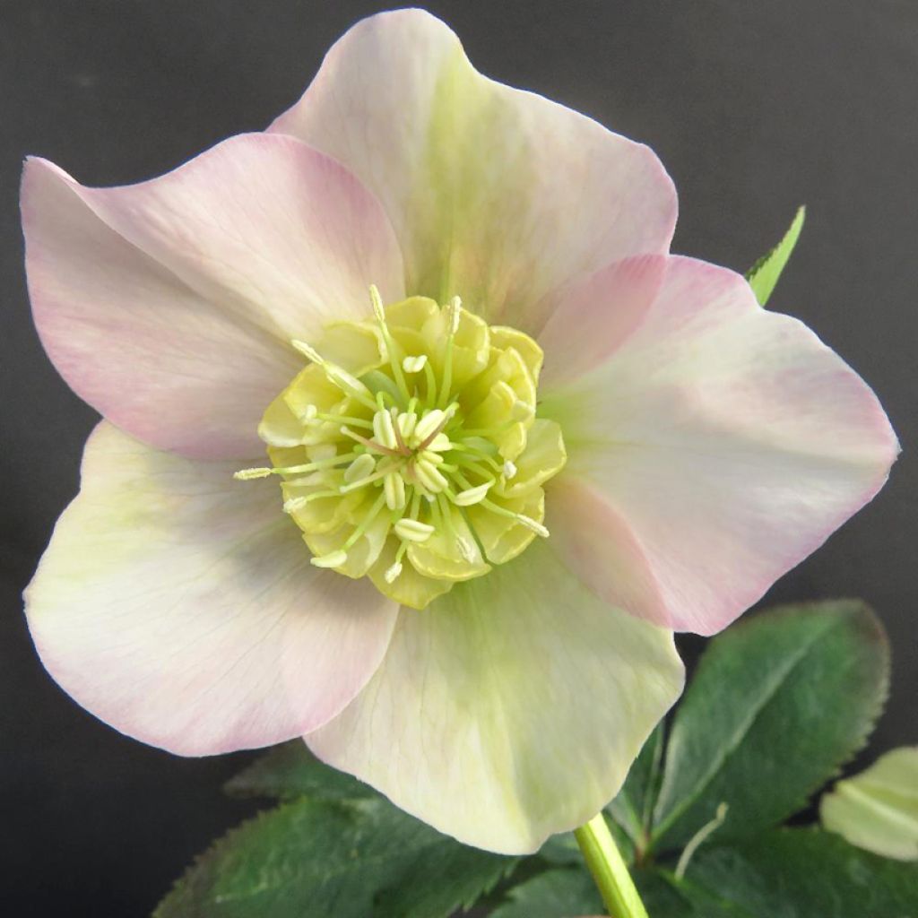 Helleborus Grace Elizabeth - Lenteroos