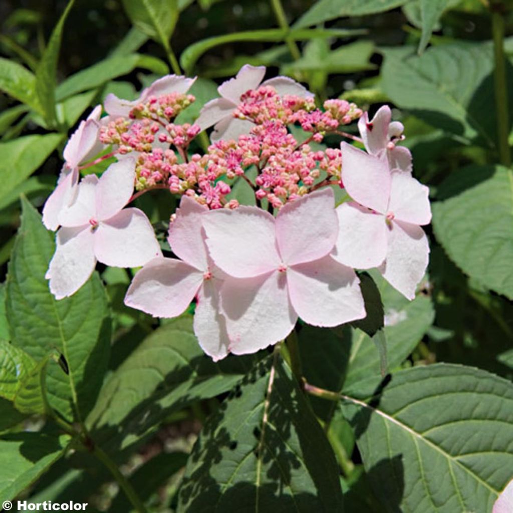 Hydrangea serrata Grayswood - Berghortensia