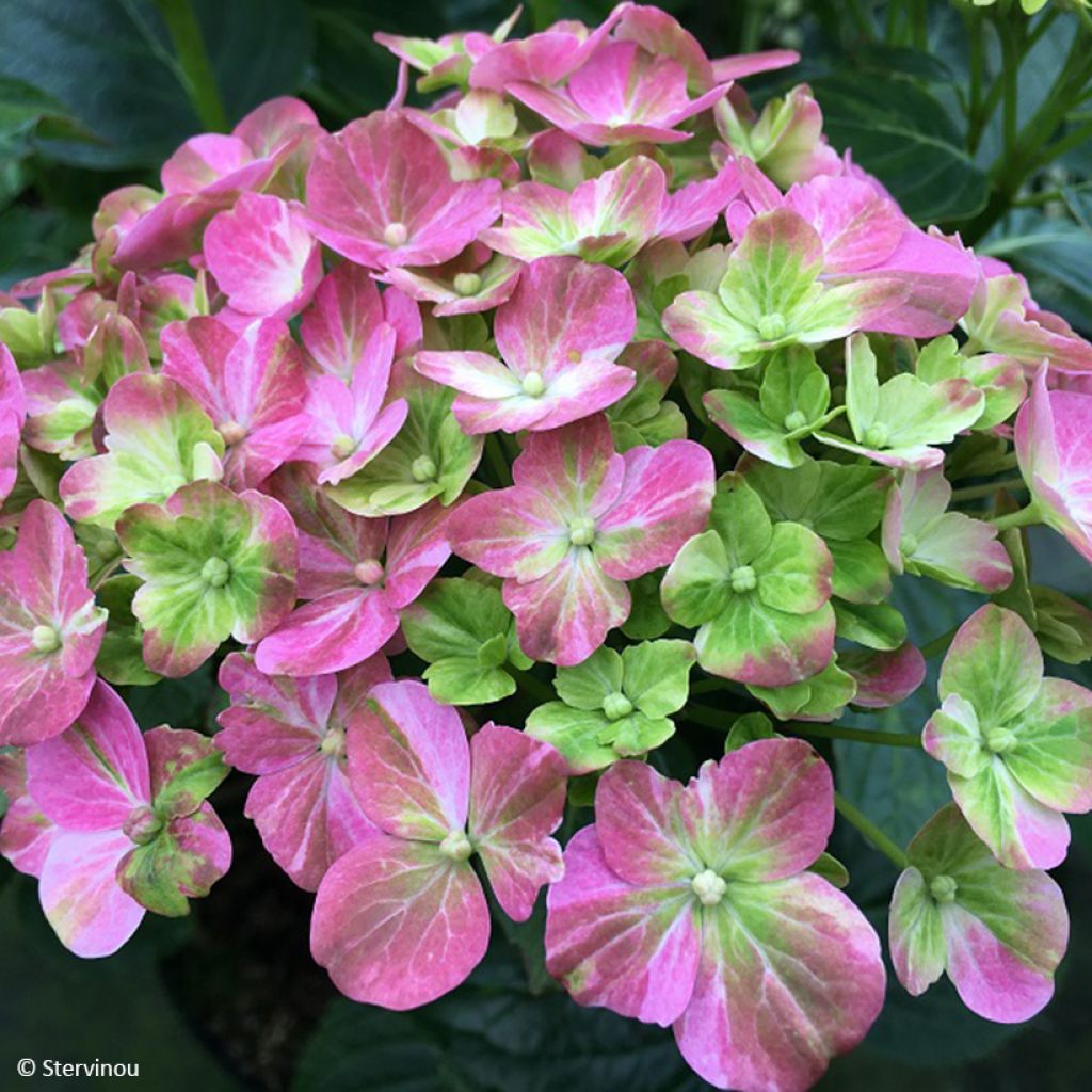 Hydrangea macrophylla Valvert - Bolhortensia