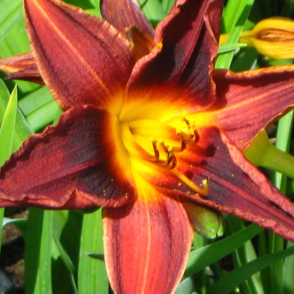 Hémérocalle Black Prince - Lis d'un jour rouge sombre, reflets noirs.