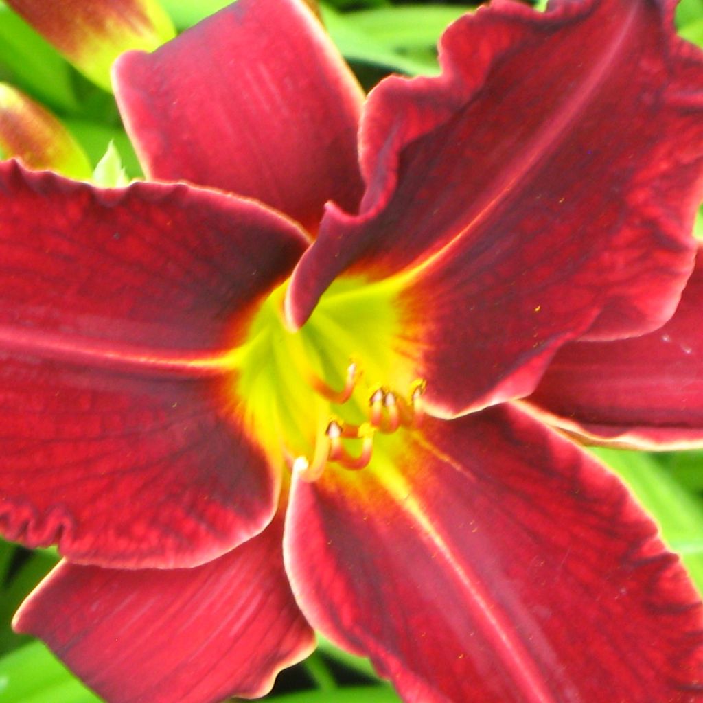 Hémérocalle Gipsy Turtle - Lis d'un jour rouge foncé