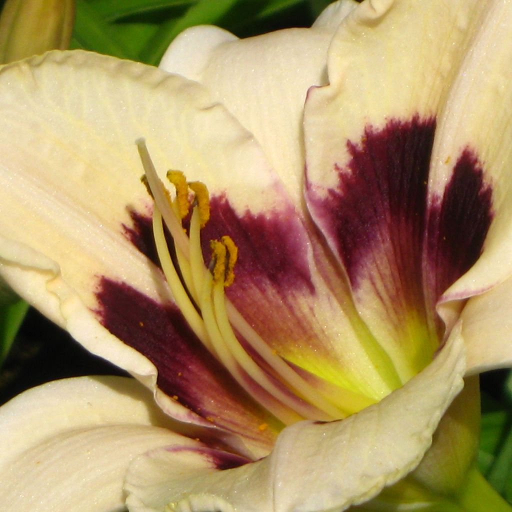 Hemerocallis Moonlight Masquerade - Daglelie