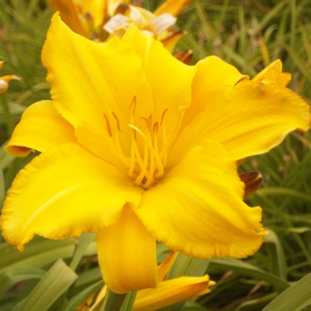 Hémérocalle comestible - Hemerocallis 'Buttercup' - Lis d'un jour