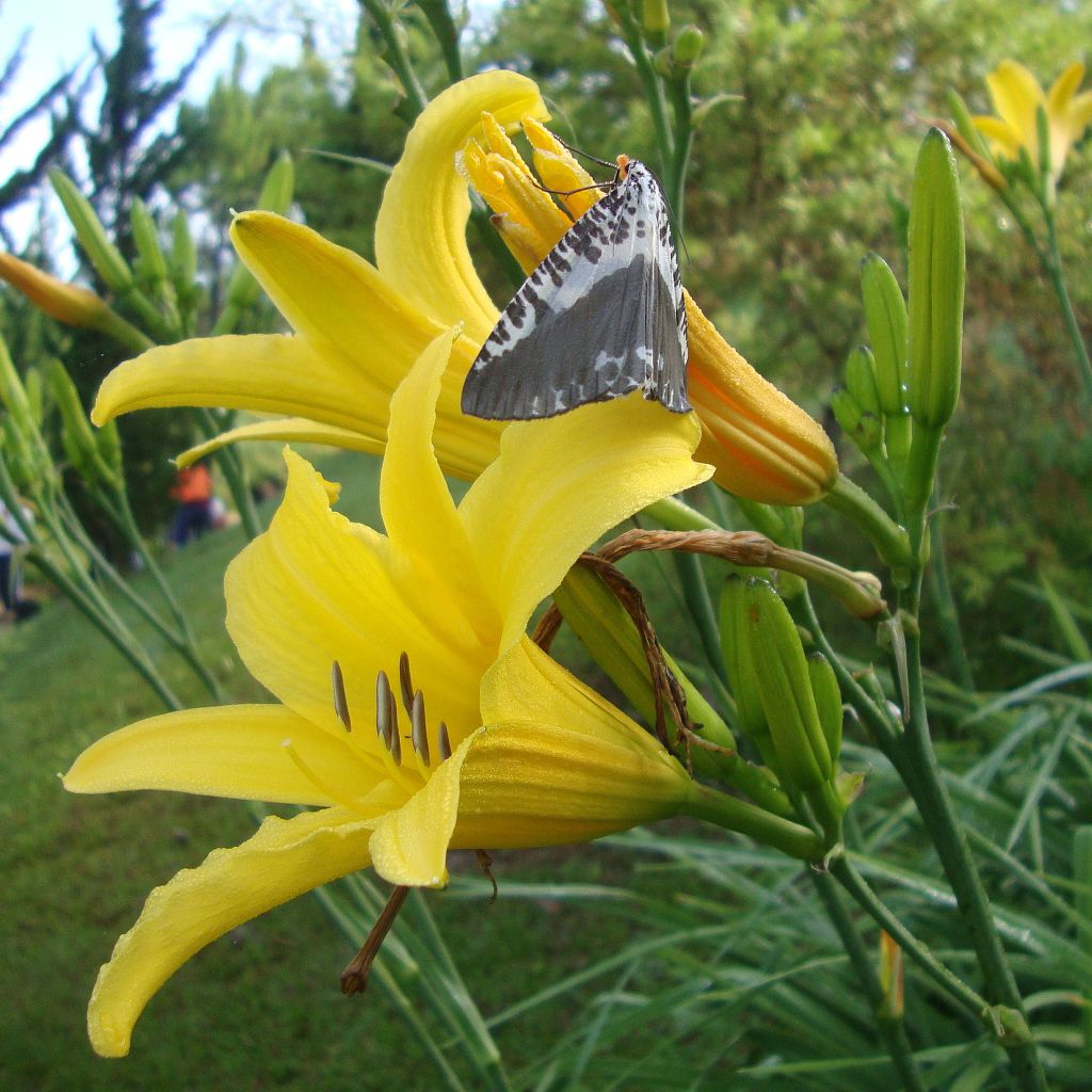 Hémérocalle lilioasphodelus