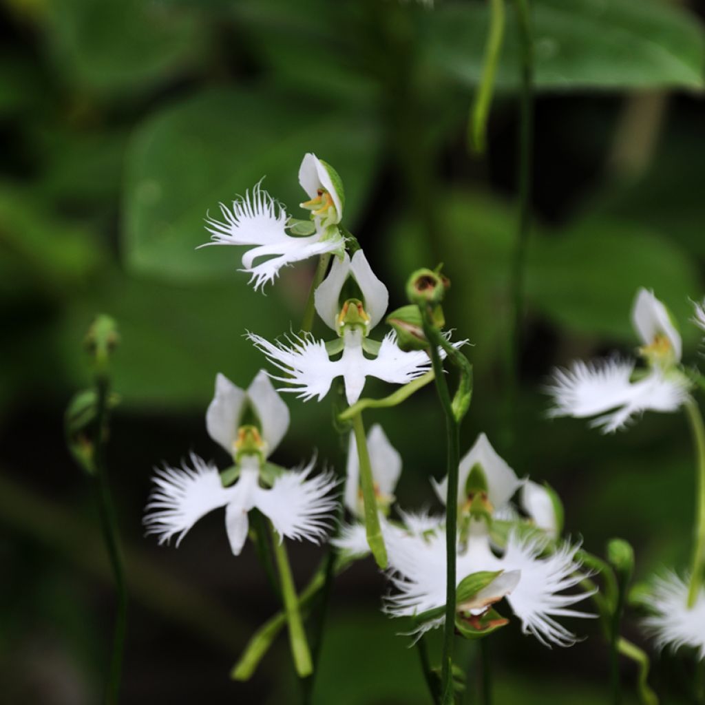 Habenaria radiata - Reigerorchidee