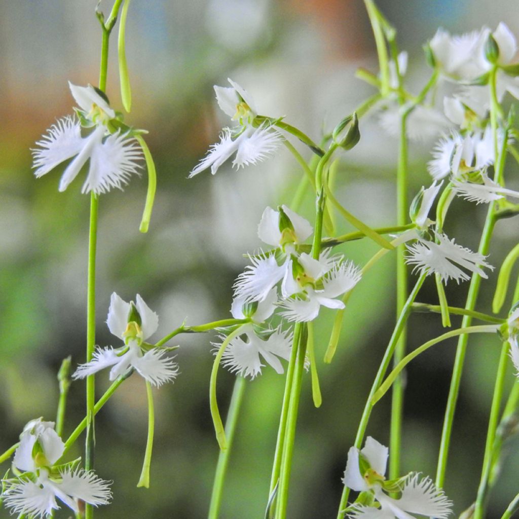 Habenaria radiata - Reigerorchidee