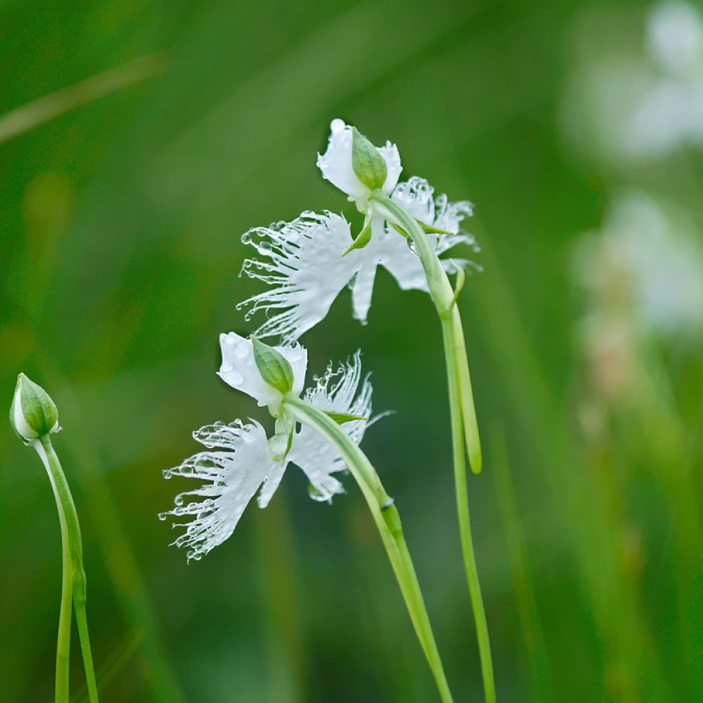 Habenaria radiata - Reigerorchidee