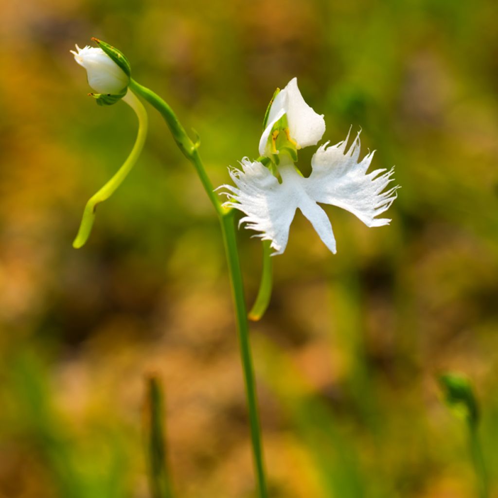 Habenaria radiata - Reigerorchidee
