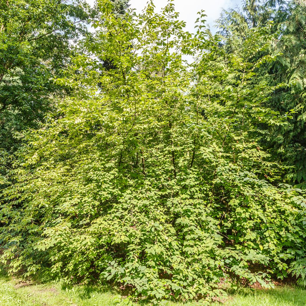 Halesia carolina monticola - Sneeuwklokjesboom