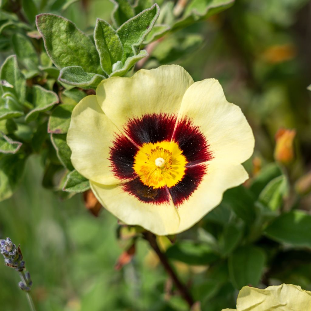 Halimiocistus wintonensis Merrist Wood Cream - Bastaard-cistusroos