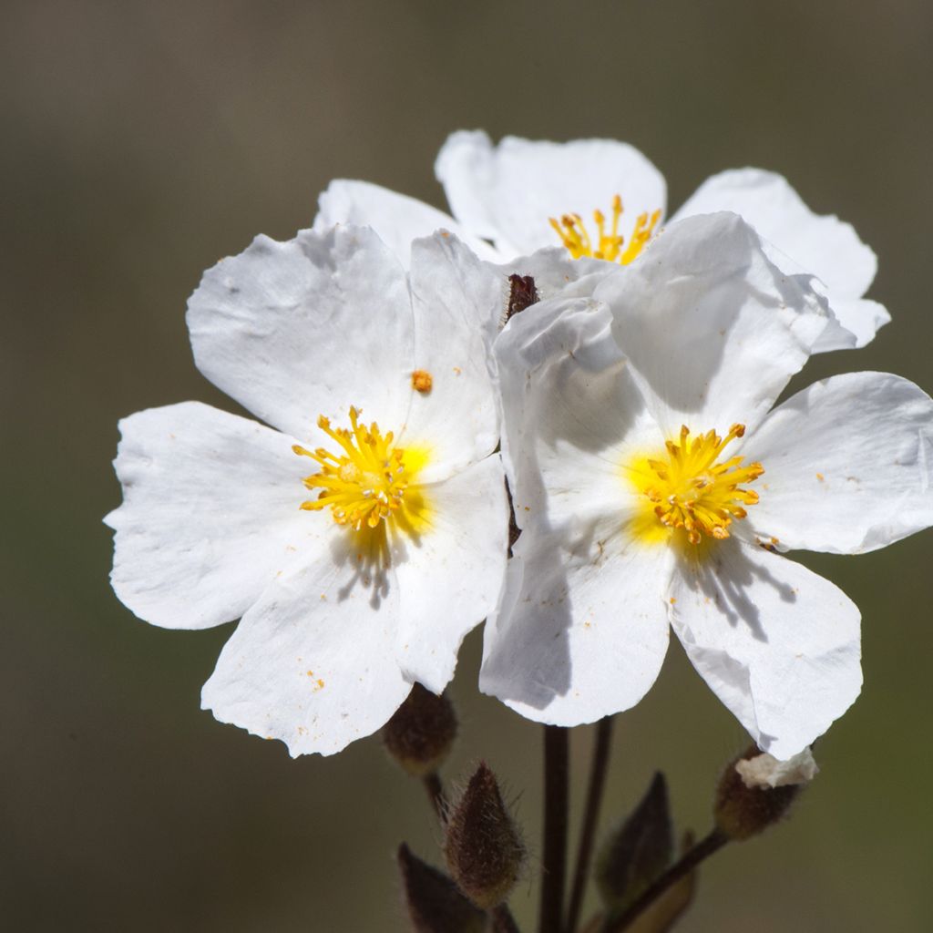 Halimium umbellatum April Snow - Zonneroosje