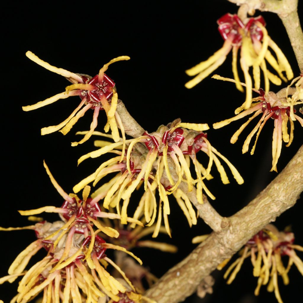 Hamamelis intermedia Cyrille - Toverhazelaar