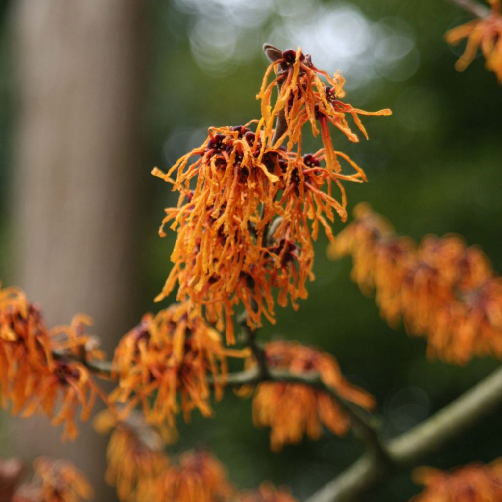 Hamamelis intermedia Aphrodite - Toverhazelaar
