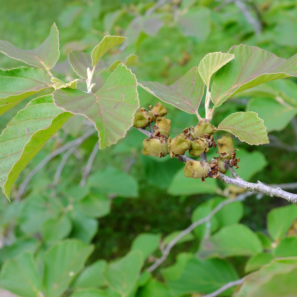 Hamamelis intermedia Diane - Toverhazelaar